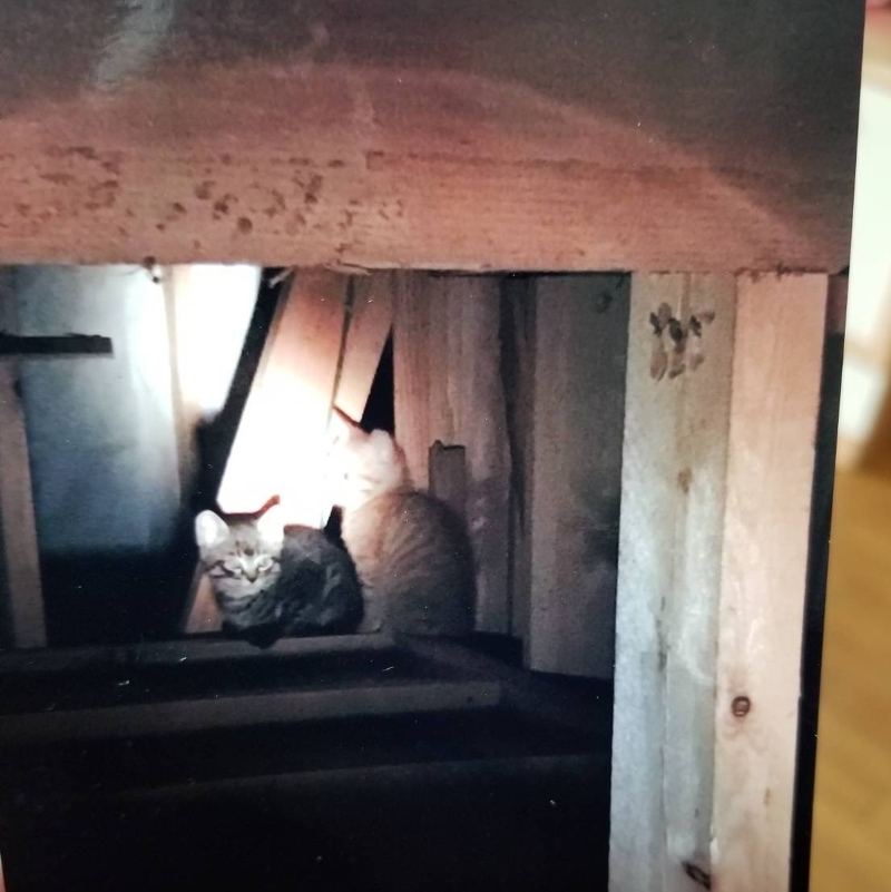 天井裏の猫 つかまえました 害獣駆除 事例 株式会社カネシン 新潟 シロアリ駆除 屋根外壁リフォーム 天井裏の猫 つかまえました 害獣駆除 事例 株式会社カネシン 新潟 シロアリ駆除 屋根外壁リフォーム