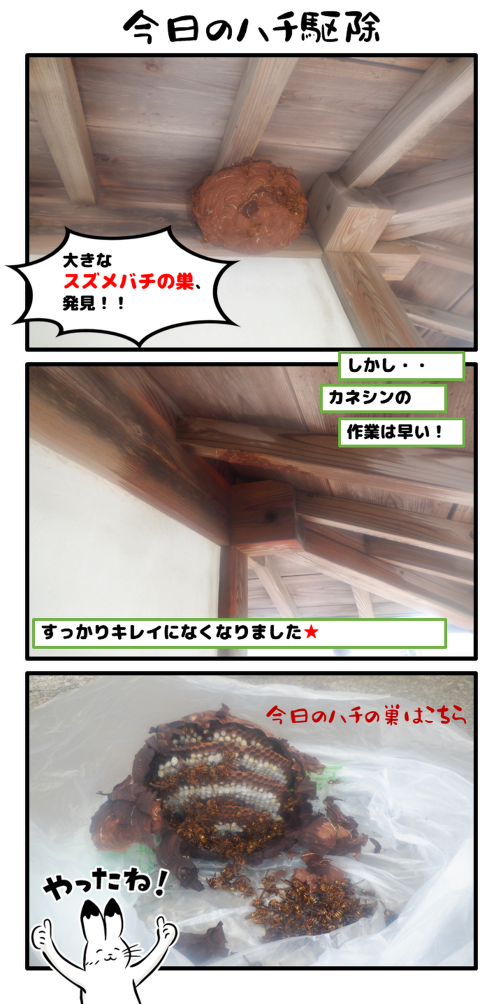 今日のハチ駆除。大きなスズメバチの巣を発見。しかし、カネシンの作業は早い。すっかりきれいになくなりました。