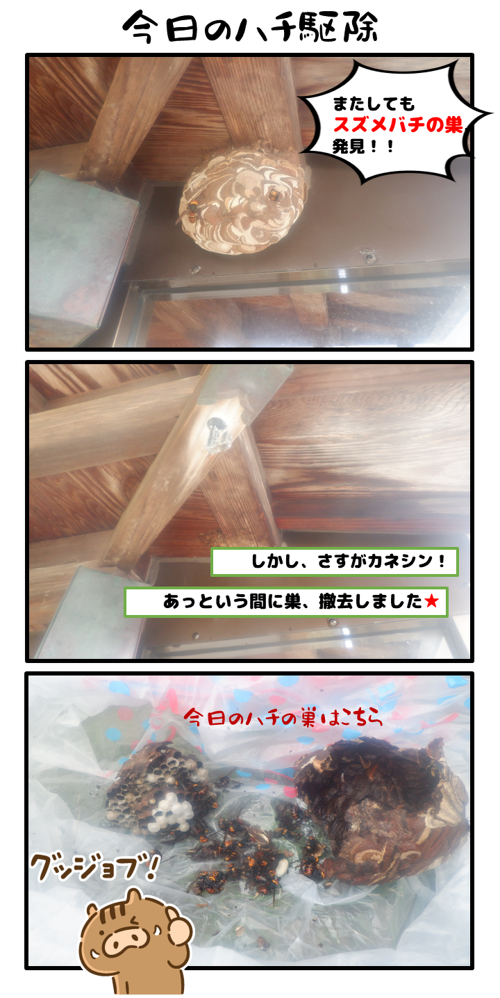 今日のハチ駆除。またしてもスズメバチの巣を発見。しかしさすがカネシン。あっという間に巣を撤去しました。