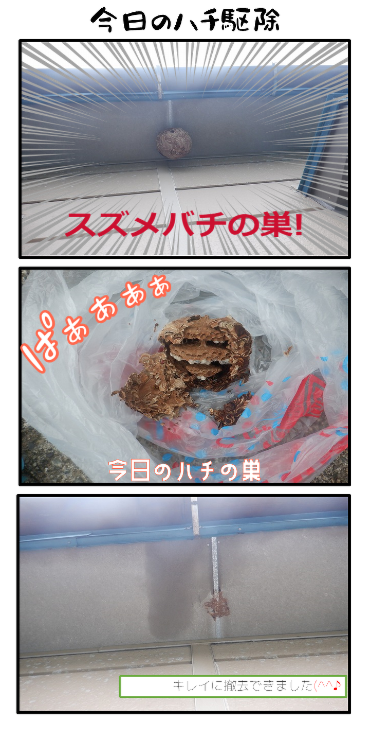 今日のスズメバチ駆除の現場にて。軒下に大きなスズメバチの巣。綺麗にとれました。